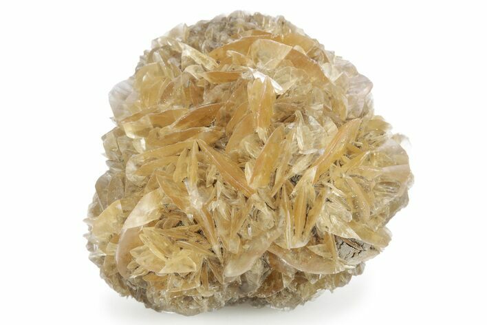 Twinned Selenite Crystals (Fluorescent) - Red River Floodway #242618